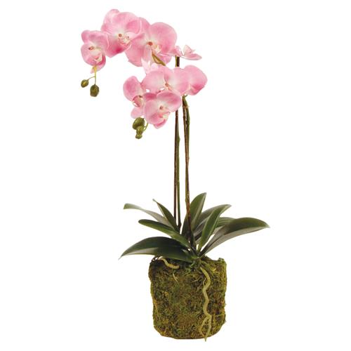 orchid