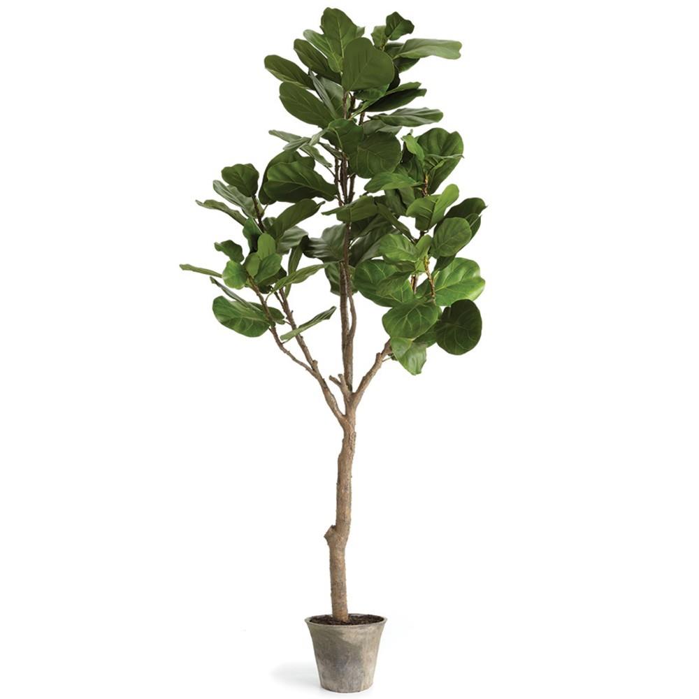 fig tree