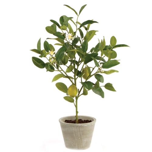 potted plant