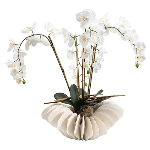 orchid