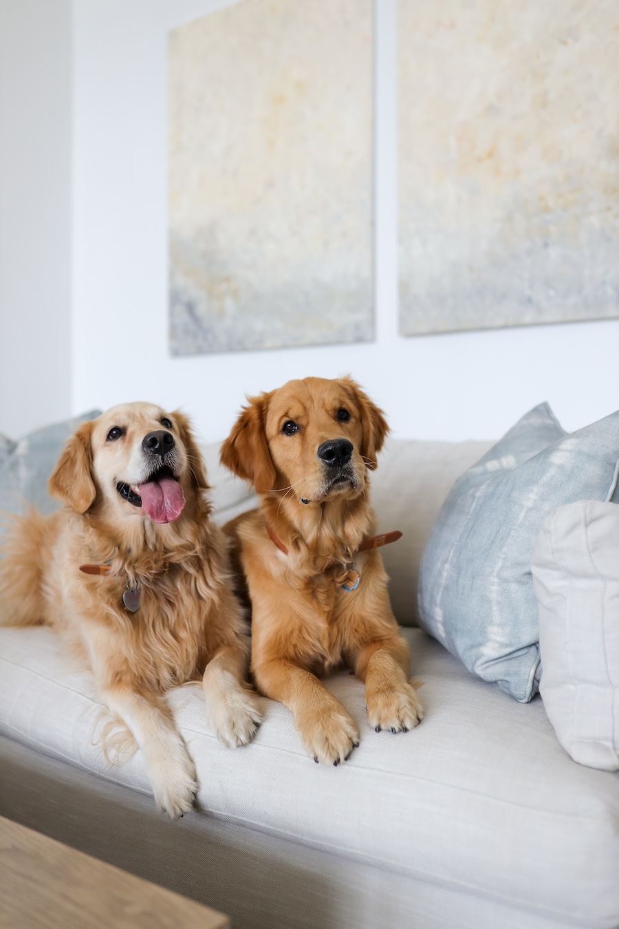 goldne retrievers