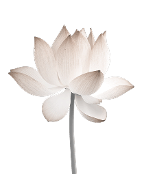 Floral motif